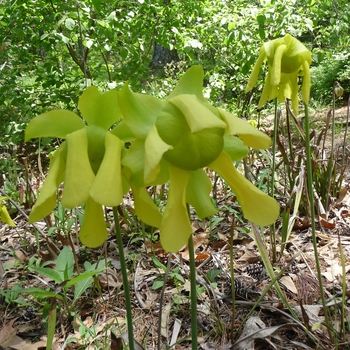 Sarracenia purpurea 