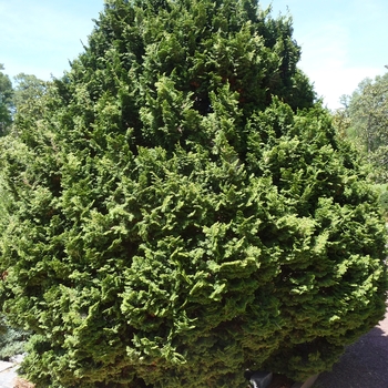 Chamaecyparis obtusa 'Kosteri'