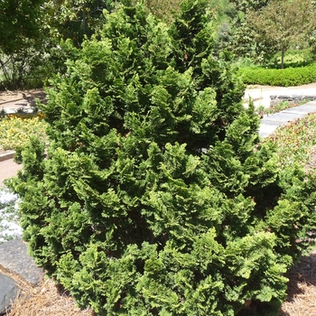 Chamaecyparis obtusa 'Nana' 