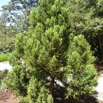 Cryptomeria japonica 'Black Dragon' 