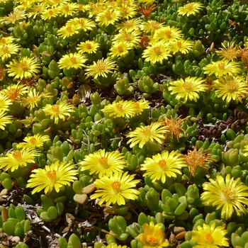 Delosperma nubigenum 'Basutoland' 