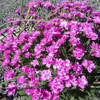 Dianthus gratianopolitanus 'Royal Midget'