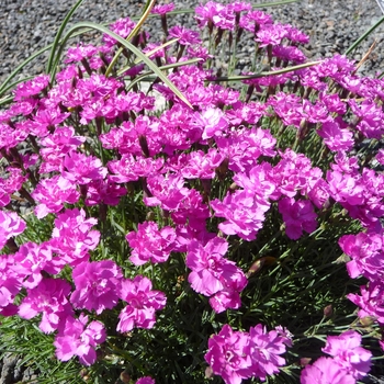 Dianthus gratianopolitanus 'Royal Midget' 