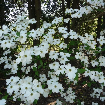 Cornus 