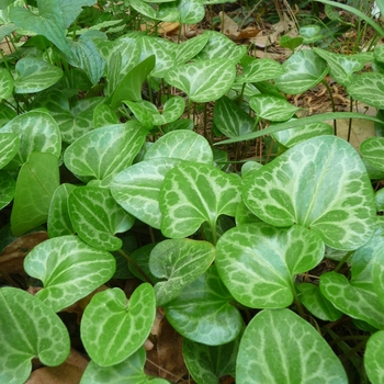 Hexastylis lewisii 