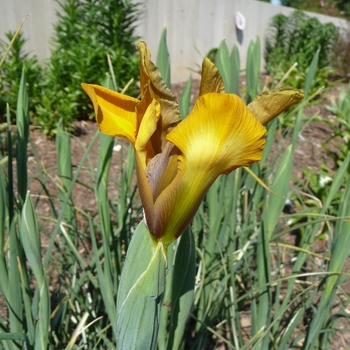 Iris x hollandica 'Bronze Beauty' 