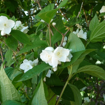 Philadelphus schrenkii