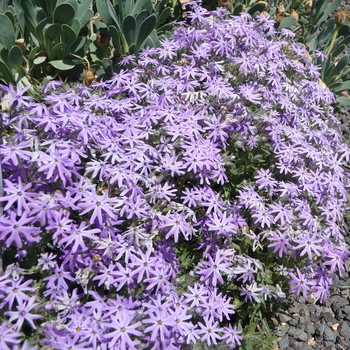 Phlox bifida 'Betty Blake' 