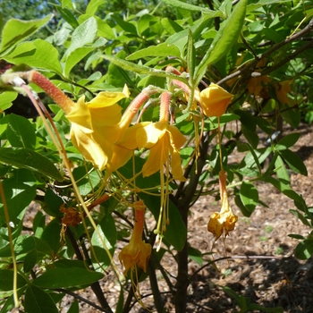 Rhododendron austrinum 