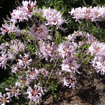 Rhododendron periclymenoides 'Lavender Girl'