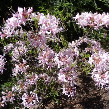 Rhododendron periclymenoides 'Lavender Girl' 