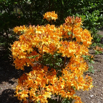 Rhododendron Ilam hybrid 'Sunrise' 