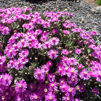 Ruschia 'Calvinia Pink'