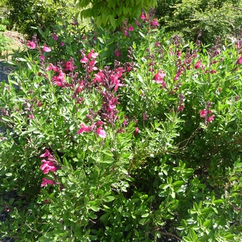 Salvia greggii 'Pink Preference'