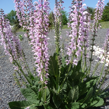 Salvia 'Eveline'