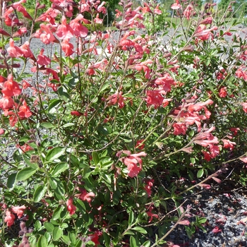 Salvia greggii 'Red' 