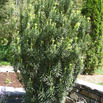 Taxus baccata 'Fastigiata (Stricta)'