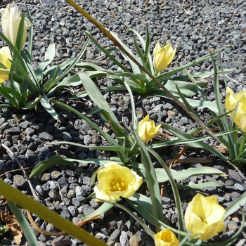 Tulipa batalinii 'Bright Gem'