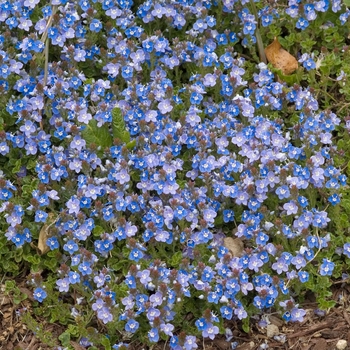 Veronica peduncularis 'Georgia Blue'