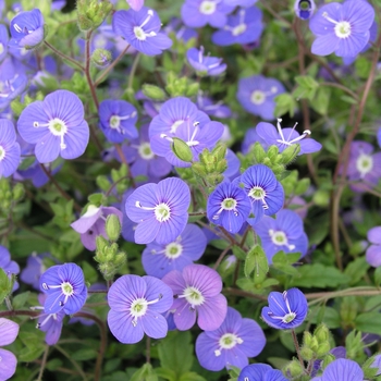 Veronica peduncularis 'Georgia Blue' 