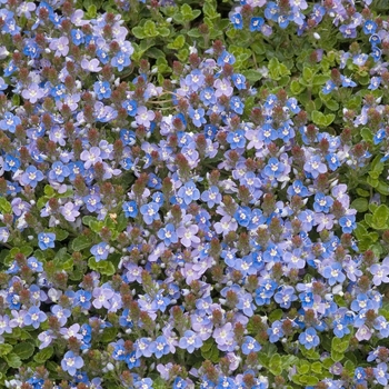 Veronica 'Crystal River®' 'Reavis'