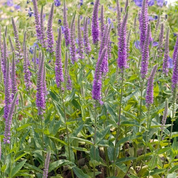 Veronica 'Purpleicious'