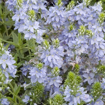 Veronica prostrata 'Nestor' 