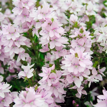 Veronica prostrata 'Mrs. Holt' 