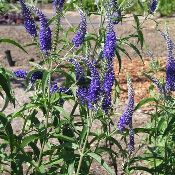 Veronica longifolia 'Blue John'