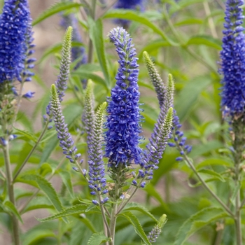 Veronica 'Darwin's Blue'