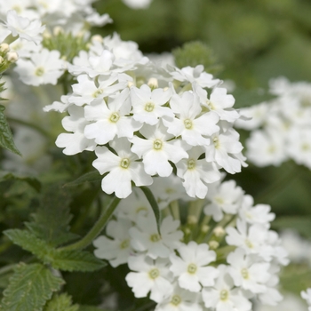 Verbena 'Tropical Breeze White' 