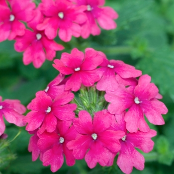 Verbena 'Tropical Breeze Deep Pink'