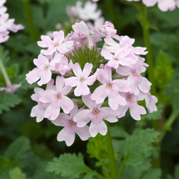 Verbena canadensis 'Toronto Silver Pink'