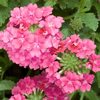 Verbena Temari 'Bright Pink'