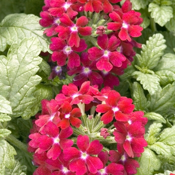 Verbena 'Burgundy' 