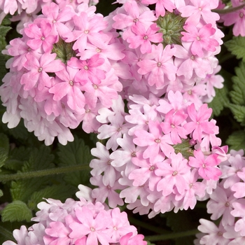 Verbena 'Patio Salmon' 