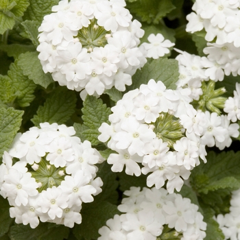 Verbena 'Patio White' 