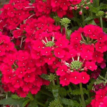 Verbena Temari 'Red'