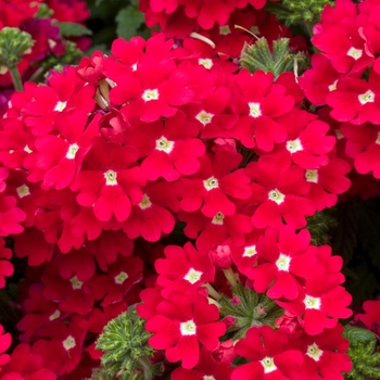 Verbena 'Red with White Eye' 