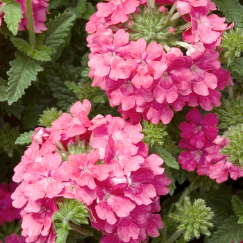 Verbena 'Rose' 