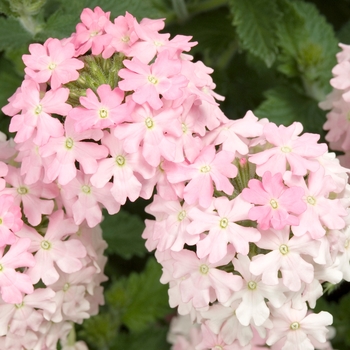 Verbena Temari 'Sakura Pink'