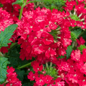 Verbena Temari 'Scarlet'