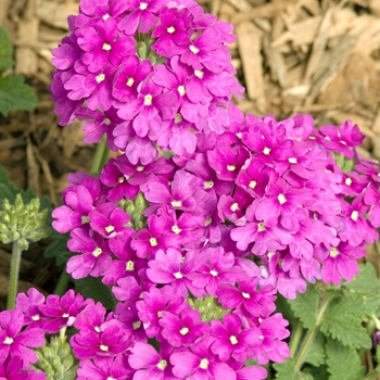 Verbena Temari 'Violet'