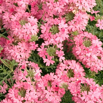 Verbena 'Salmon' 