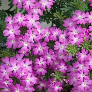 Verbena Tapien 'Plum Frost'