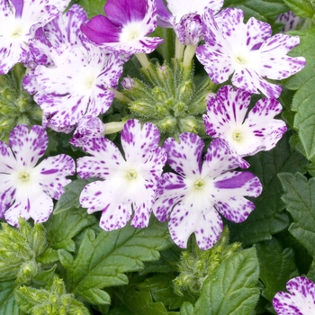 Verbena 'Sparkler Deep Blue and White'