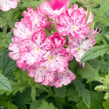 Verbena 'Sparkler Red and White'