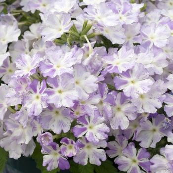 Verbena 'Sparkler Sky Blue and White'