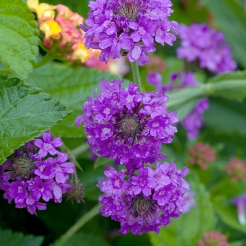 Verbena rigida 'Santos' 