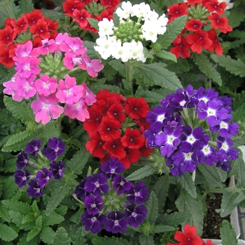 Verbena 'Mix' 